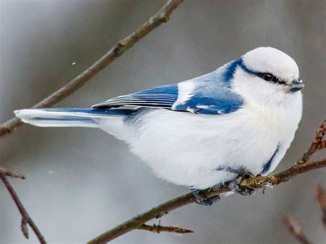 sikorka lazurowa|Cyanistes cyanus (Azure Tit)